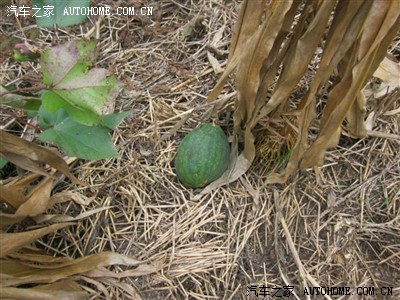 2011国庆长假五日自驾回家兼旅游(淮阳龙湖,舞