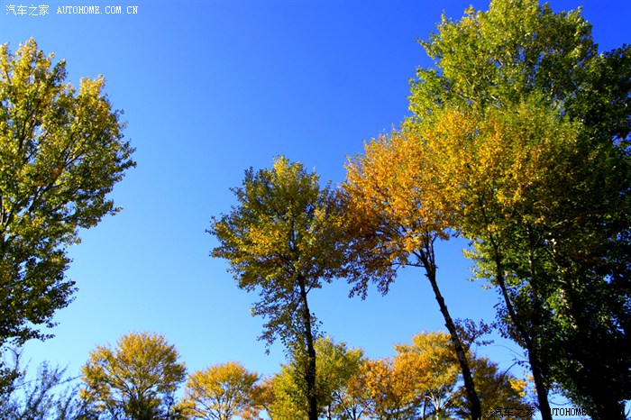 【图】【塞外游侠】秋风萧瑟天气凉,草木摇落露为霜