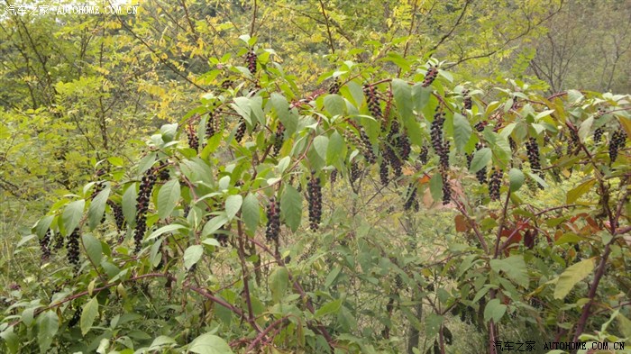 【图】刚买了诺基亚 N8 爬山秀效果