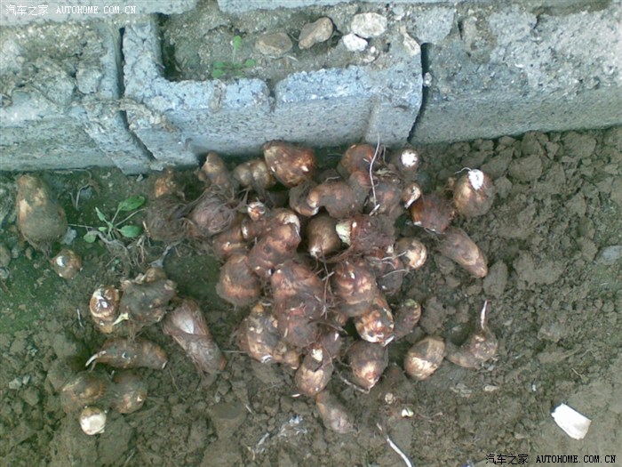 【图】周末挖芋头