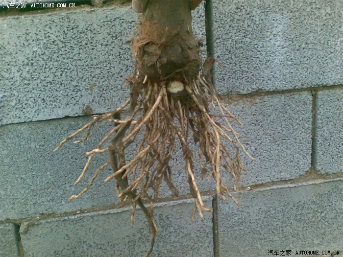 【图】周末挖芋头