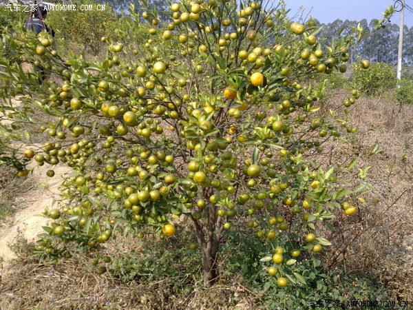 【图】开H6上大山摘桔子,中国农民的悲哀!送X