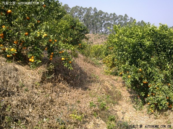 【图】开h6上大山摘桔子,中国农民的悲哀!送x