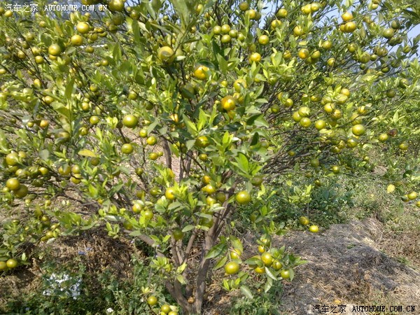 【图】开H6上大山摘桔子,中国农民的悲哀!送X