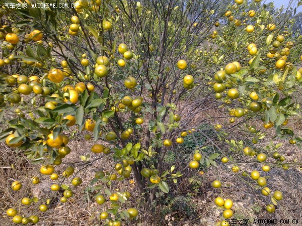 【图】开h6上大山摘桔子,中国农民的悲哀!送x