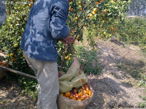 【图】开h6上大山摘桔子,中国农民的悲哀!送x