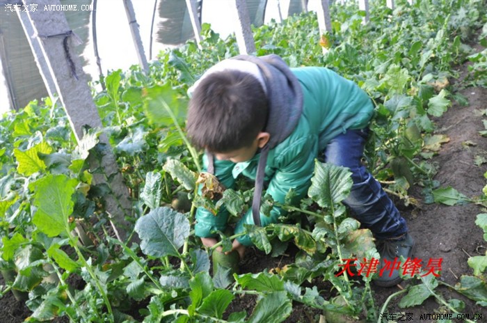 【图】【冲锋昊】之疯狂采摘沙窝萝卜+腐败~