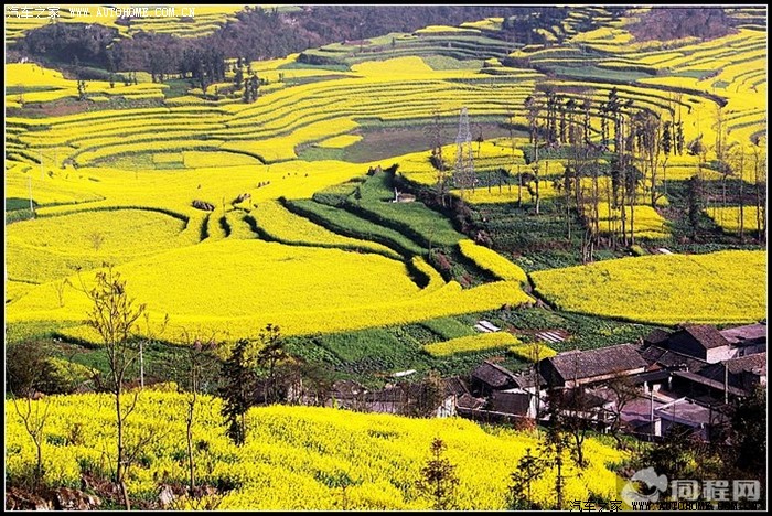 【图】云南曲靖的罗平县--油菜花的海洋、令人