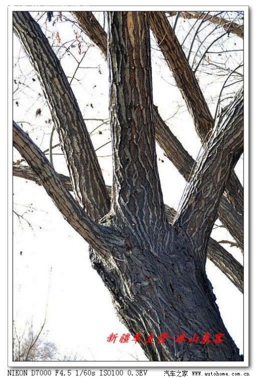 【图】初春中老树杈