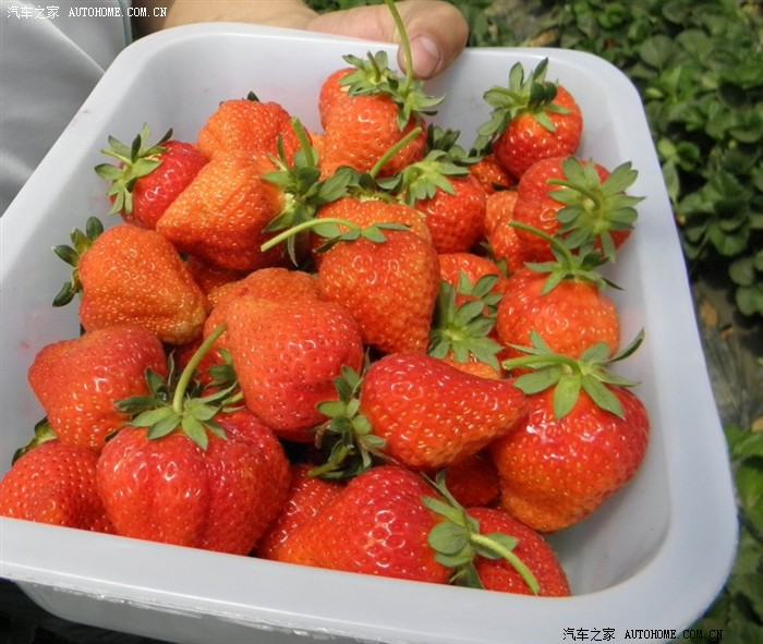 【图】感谢 奇瑞未来会更好 送草莓一筐请笑纳