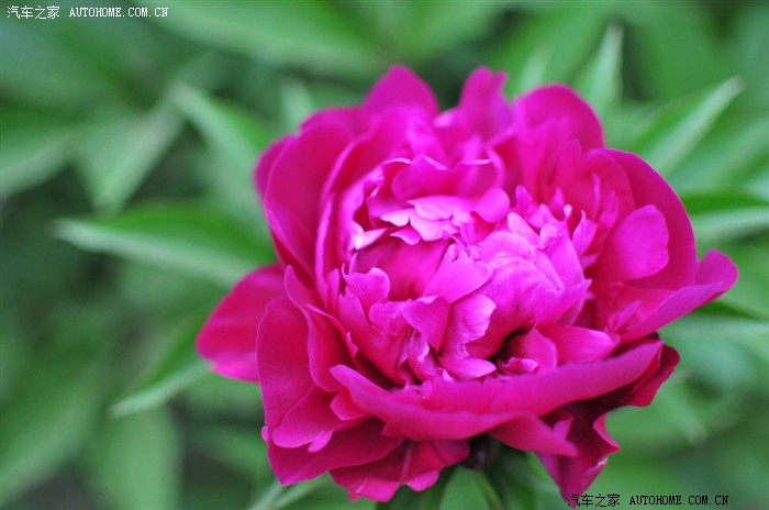 【图】最美的花朵献给全体车友家和全世界的小