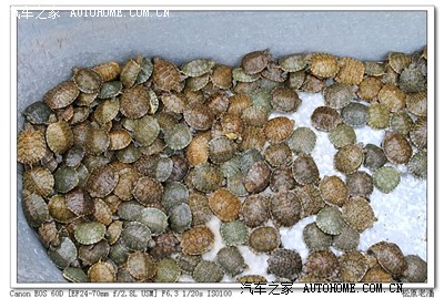 阴历4月18,逛庙会(松原龙华寺)_吉林