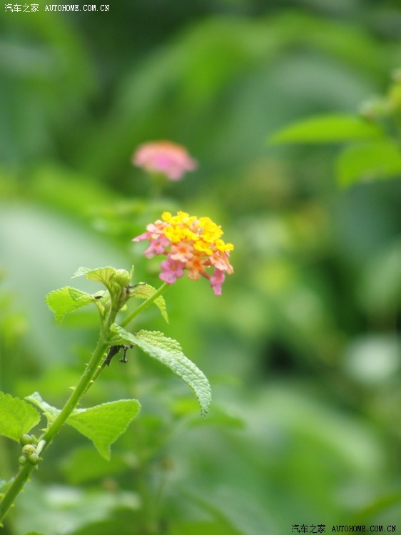 【图】海南风光之呀诺达热带雨林游览区