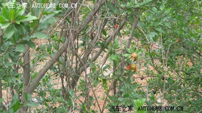 5月22日富民摘杨梅-郁闷不爽_云南