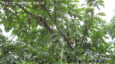 5月22日富民摘杨梅-郁闷不爽_云南