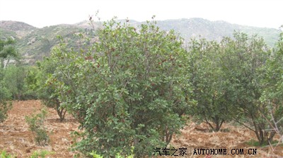 5月22日富民摘杨梅-郁闷不爽_云南