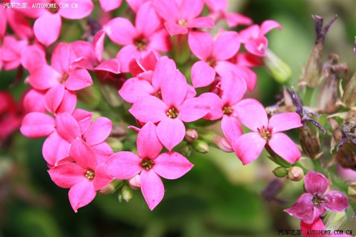 奔腾二保游天宫 植物世界百花艳