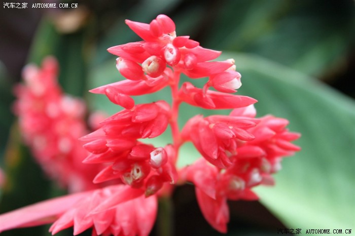 奔腾二保游天宫 植物世界百花艳