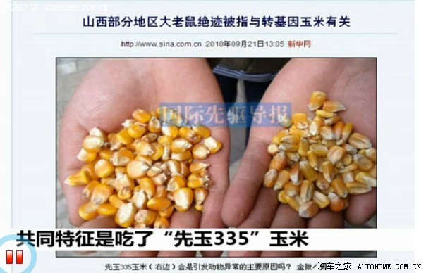 【图】转基因粮食安全问题看来不是空穴来风。