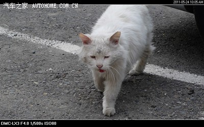 白猫比较多 但白猫大多数是长毛猫 所以流浪猫这点就很不好 太脏了