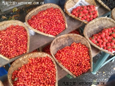 想吃晚饭的猪:5.1节重庆自驾铁山坪玉峰山吃樱桃摘草莓(申精)