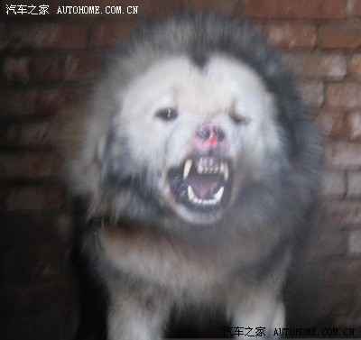 全世界最凶残的獒王"鬼獒!