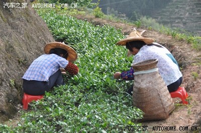 2010年安溪县感德镇"感恩感德,茶运绵长"自驾游【图文