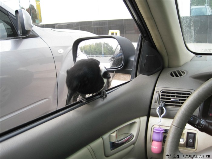 【图】让你们见识见识啥叫喜鹊报喜_比亚迪F