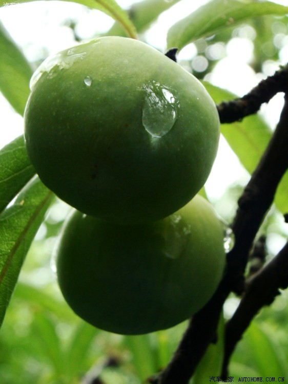 【图】品桃品李品郎酒,赏花赏虫赏灰机