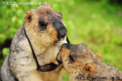 xc60行走在世界上最烂的莫斯卡路上_沃尔沃X