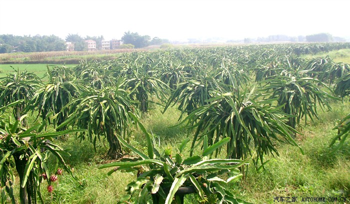 【图】自驾游~摘火龙果去.