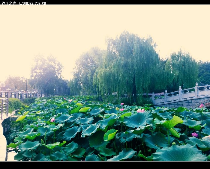 【图】观荷花修心养性,静待H6评测!_哈弗H6论