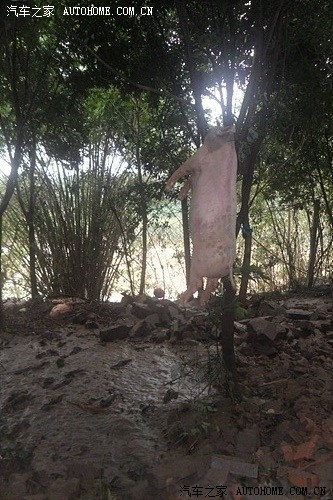 【图】洪水来临猪上树--巴州区惠昌生猪养殖场