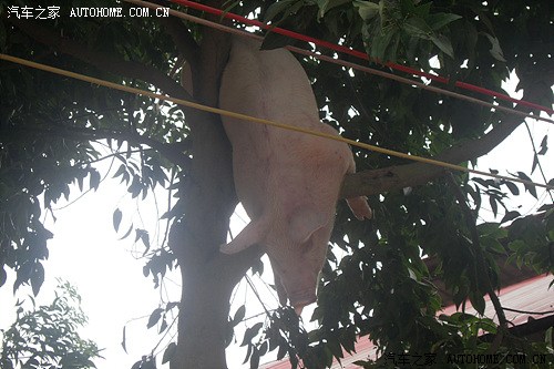 【图】洪水来临猪上树--巴州区惠昌生猪养殖场