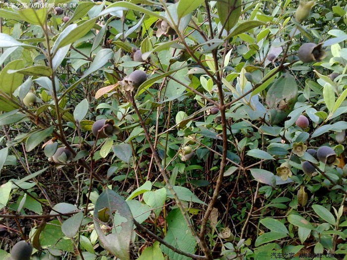 【图】网鱼 摘捻子 摘板栗 .