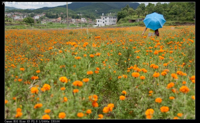 【图】泉州洛江区虹山乡,小地方小风景,花园般