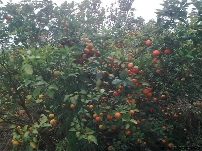 【图】过年柑桔之乡摘桔行_旗云2论坛