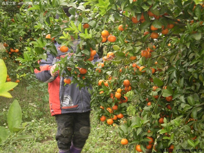 【图】过年柑桔之乡摘桔行_旗云2论坛