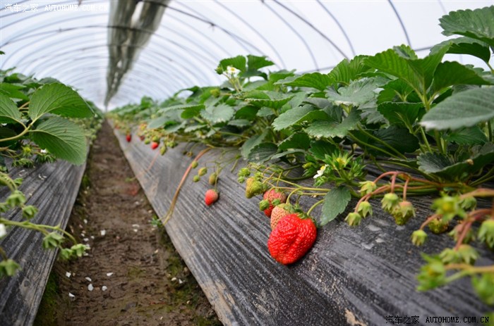 【图】2012,元旦溧水傅家边摘草莓,大公主赴哈