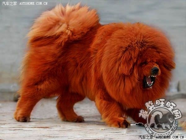 【图】刚接到奇瑞客服电话,我把减震和座椅的