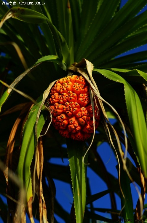 蜜月马尔代夫amari[lemonlean]_依依