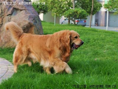 大家有养狗的吗?半年养狗心得体会!_标致307