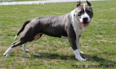 【图】突然喜欢上斯塔福犬了,难以自拔,出手了。与车无关。。