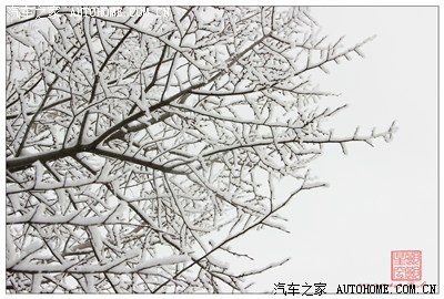 发几张今天的雾凇 (与车无关)