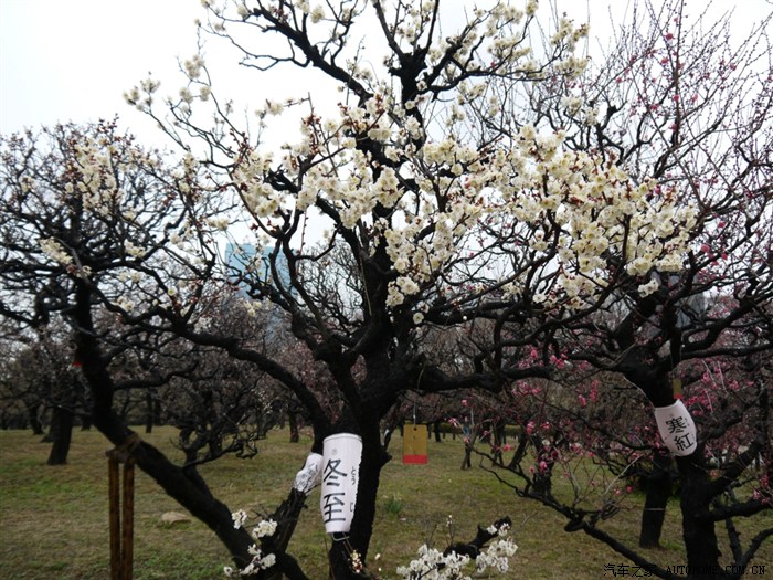 【图】拉风秀杏仁 500元团费 游日本 快乐 出行