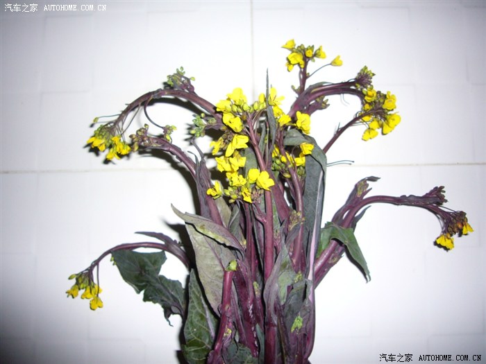 响应号召,露一小手!“清炒洪山菜苔”