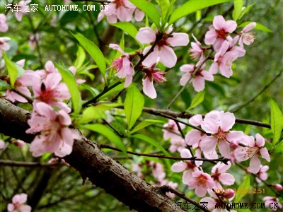 竹外桃花三两枝,春江水暖鸭先知。南宁-隆安布