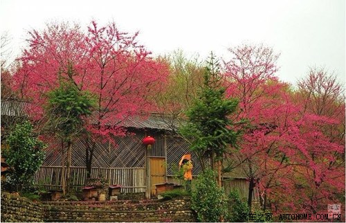【图】广州到韶关新丰樱花峪赏樱花自驾游