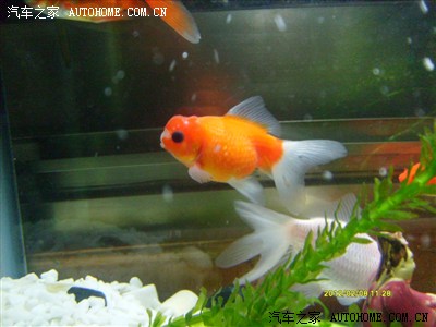 冬天,金鱼头上长白点,诚请高手解疑。