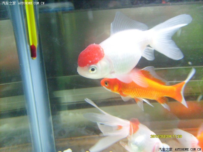 【图】冬天,金鱼头上长白点,诚请高手解疑。